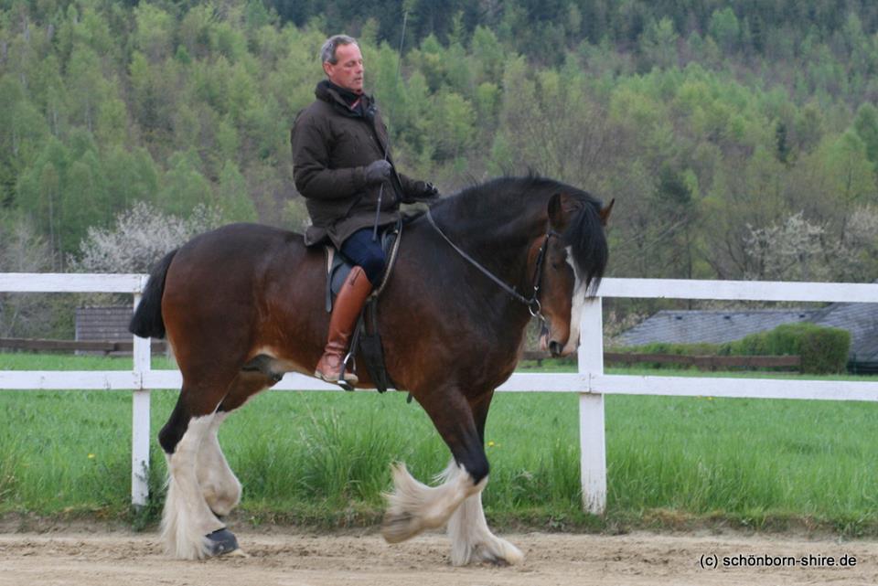 Am 2. Tag erkennt man bereits die positive Veränderung. Uli reitet hier den deutlich entspannten Pioneer einhändig und locker bei schwingende Rücken. Leider habe ich kein besseres Foto.