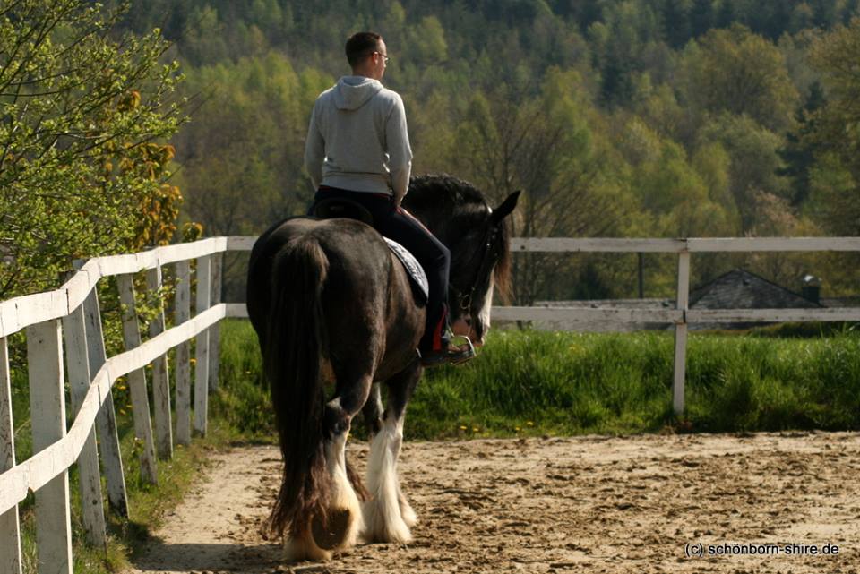 Shire Horse Stute Royal Dawn im Schulterherein