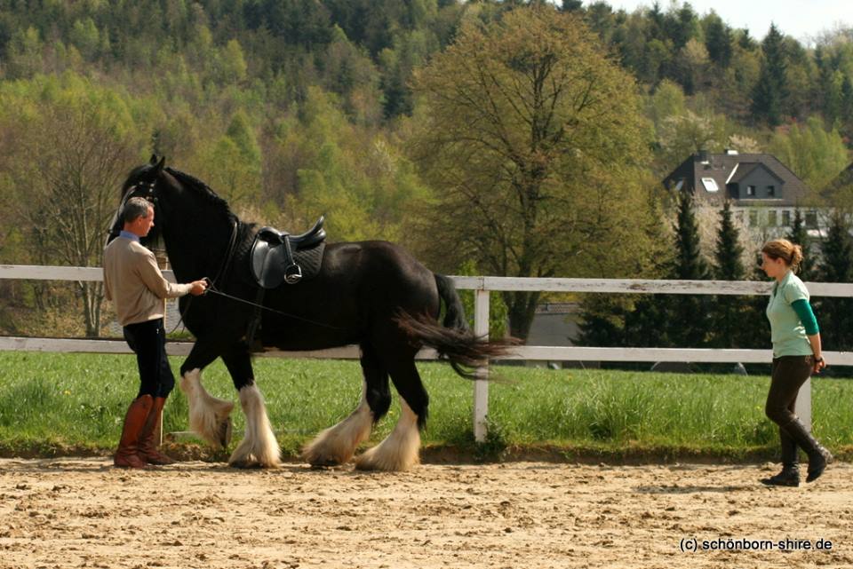 Shire Horse Stute Glory in der Piaffe an der Hand. 