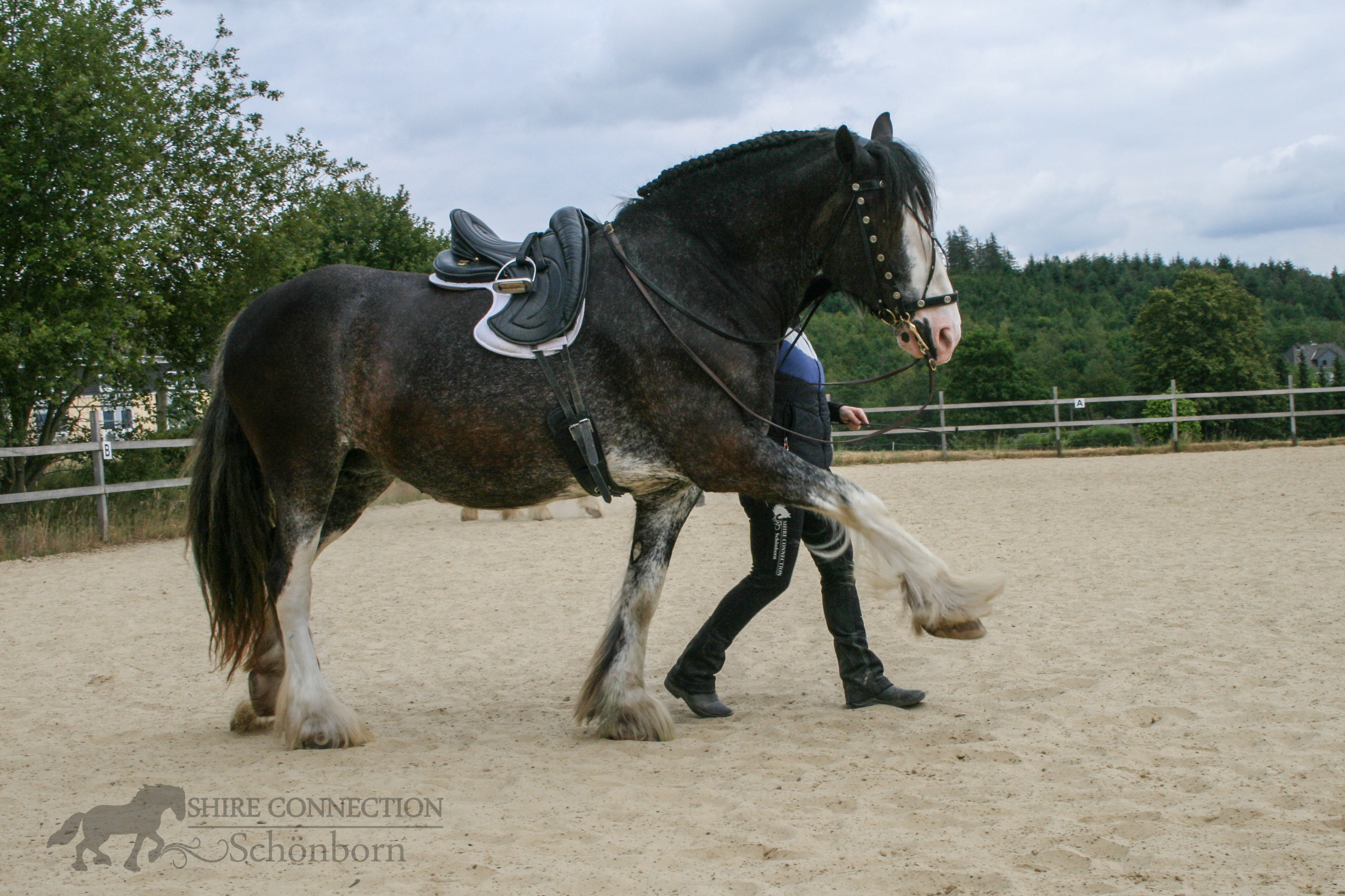 Shire Horse Stute Dörte, spanischer Schritt