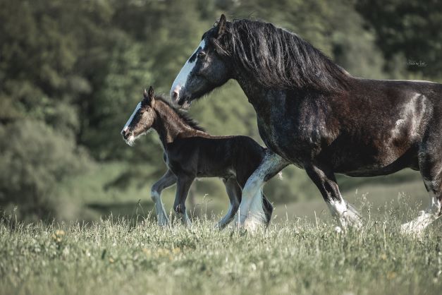 Shire Horse Stute Dörte mit ihrem Fohlen Audra