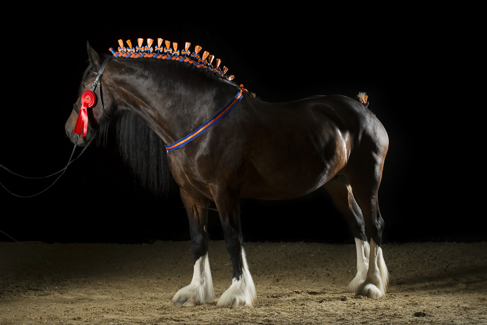 Shire Horse Stute Moonlight Blue Bell