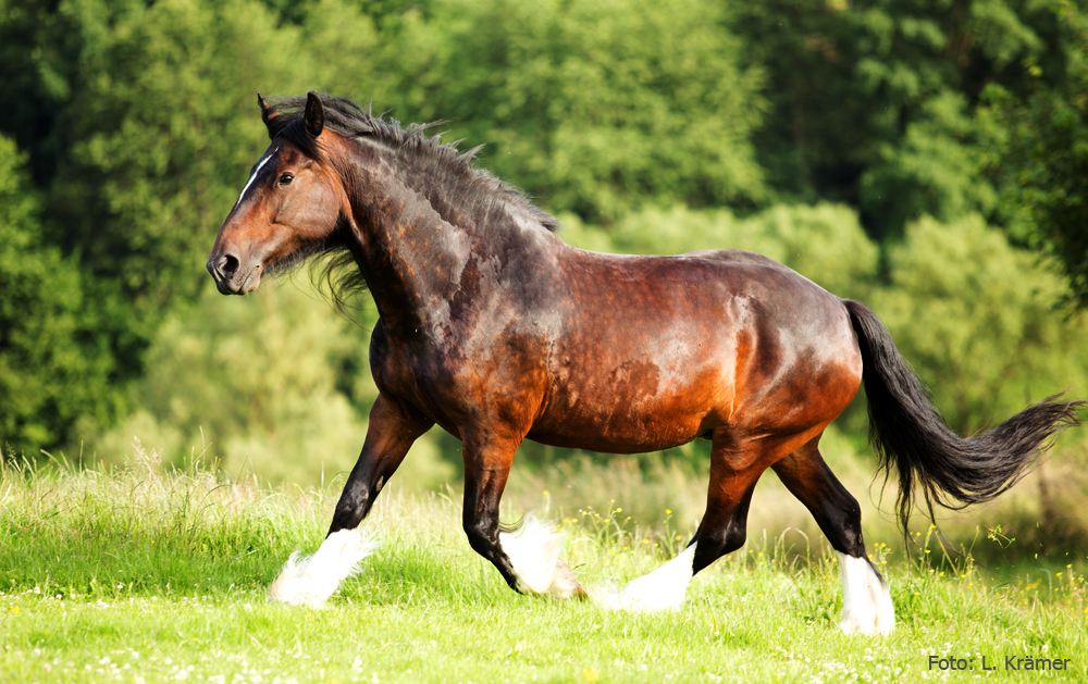 Shire Horse Stute Moonlight Blue Bell