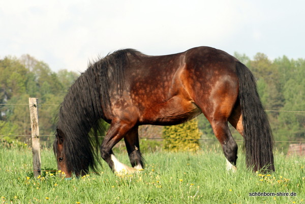 Moonlight Blue Bell in Schönborn