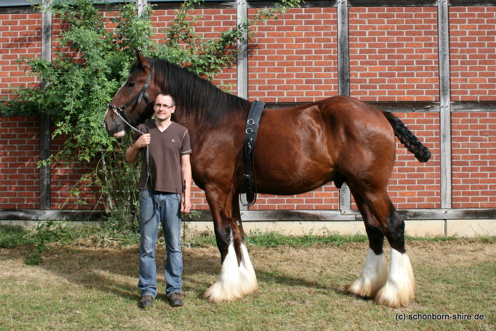Wildenburg´s Moonlight Warrior