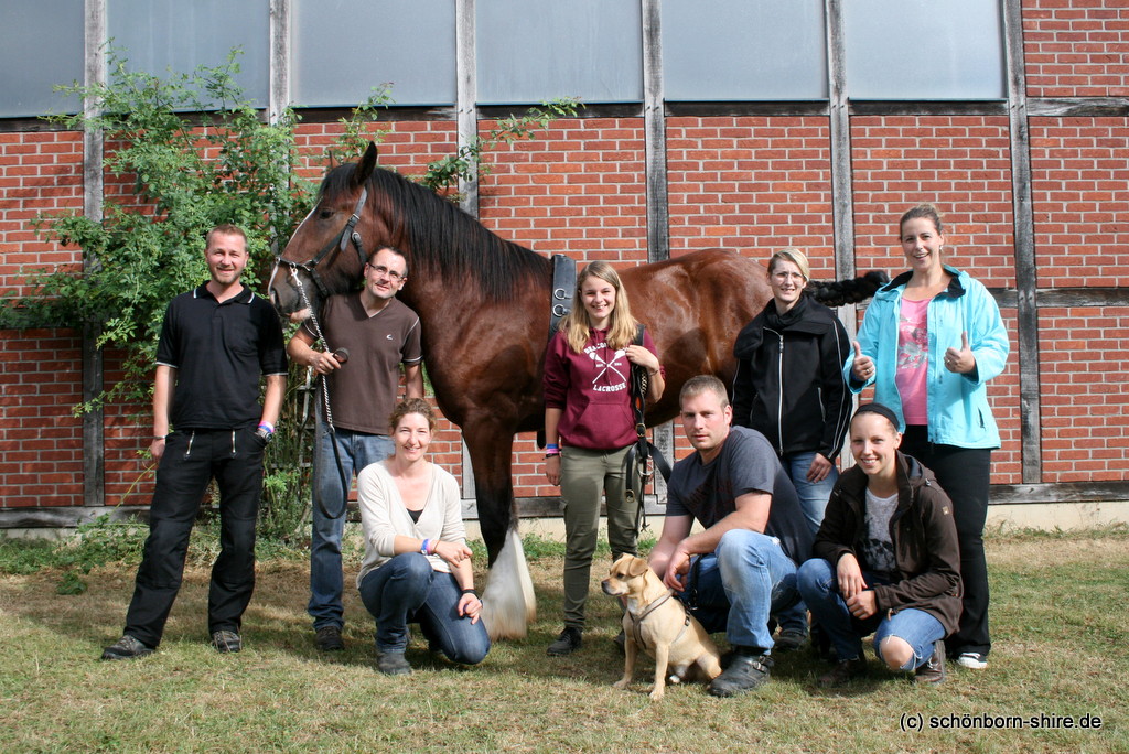 Shire Horse Hengst Wildenburg´s Moonlight Warrior gekört