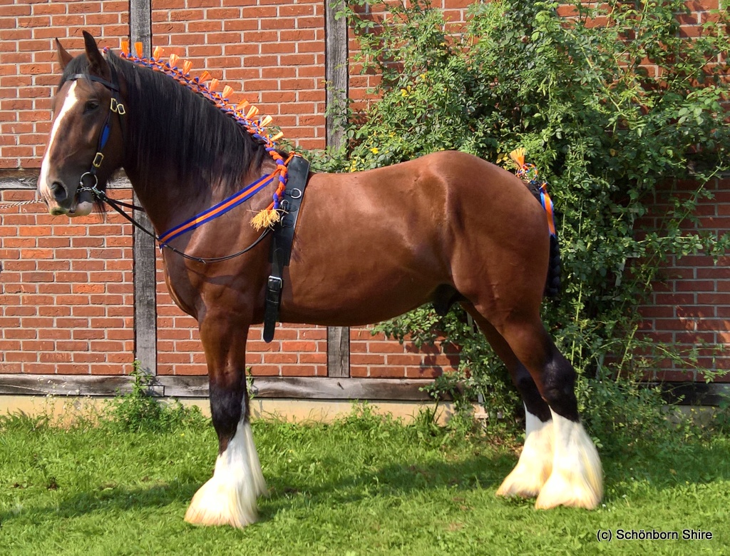 Warrior, Reservesieger 3 jährige Hengste