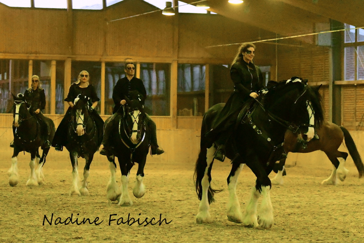 Shire Horse Bundeszuchtschau