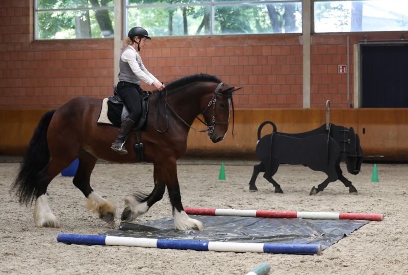 Shire Horse Bundeszuchtschau