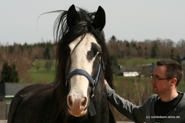 Shire Horse Stute Retemeiers Royal Dawn