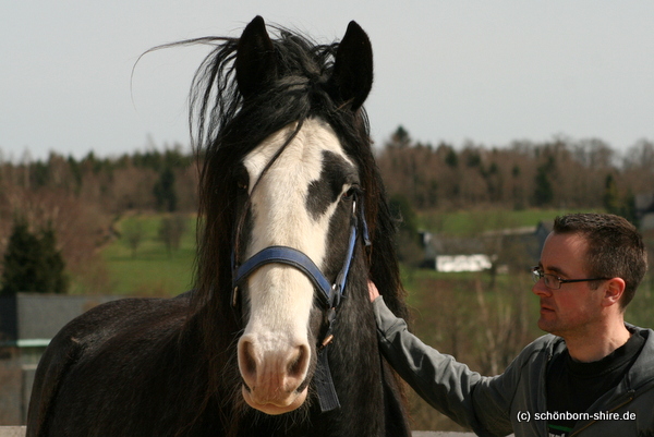 Shire Horse Stute Retemeiers Royal Dawn