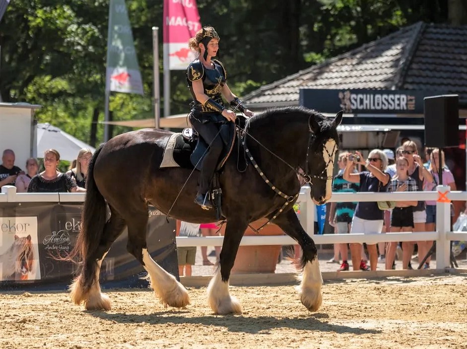 Shire Stute Judy, Reitsportmesse Düsseldorf