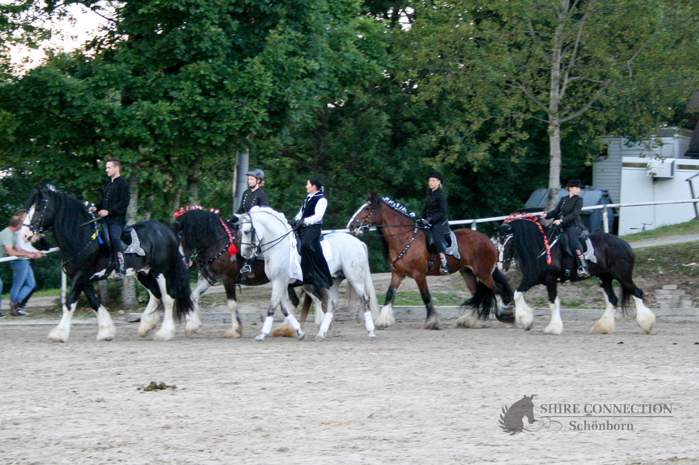 Unsere Shire mit PRE Loreno auf dem Abreiteplatz