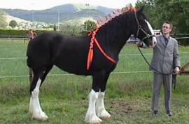 Shire Horse Hengst Farleyshire Pride