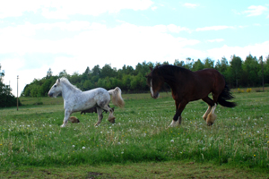 Shire Horse Futter