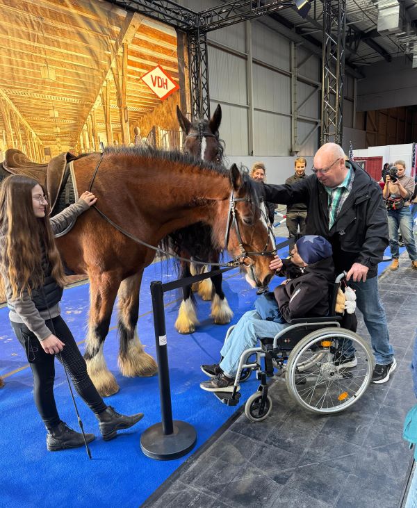 Shire Horse Stute Zoey auf der Influenzerfläche