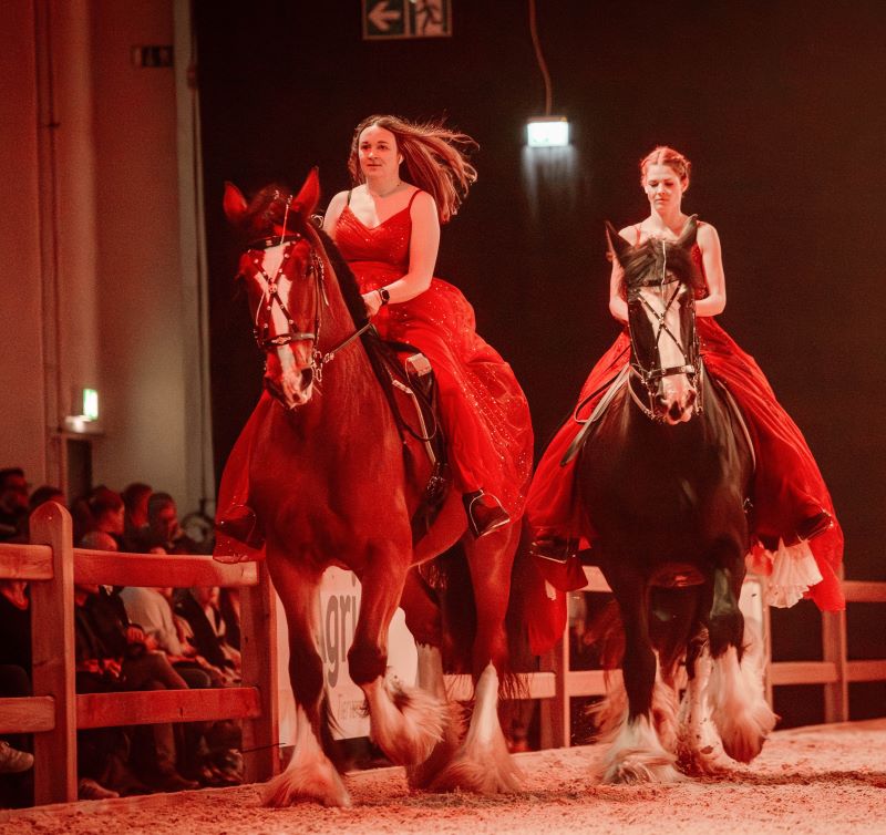 Shire Horse Stuten Zoey und Judy