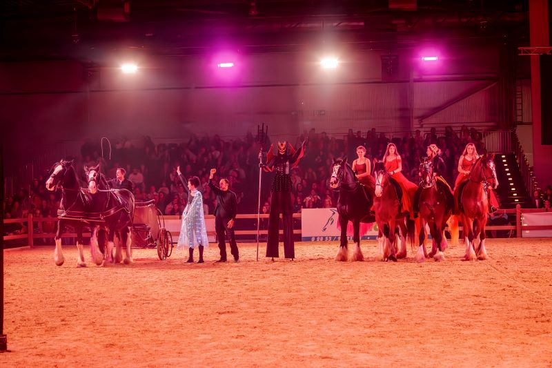 Shire Horse Showteam 2025