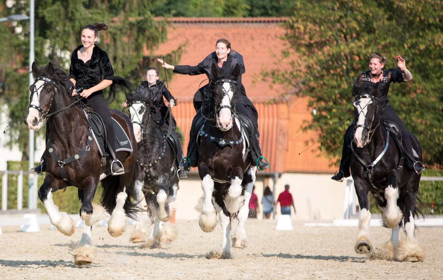 Shire Horse Bundeszuchtschau Moritzburg