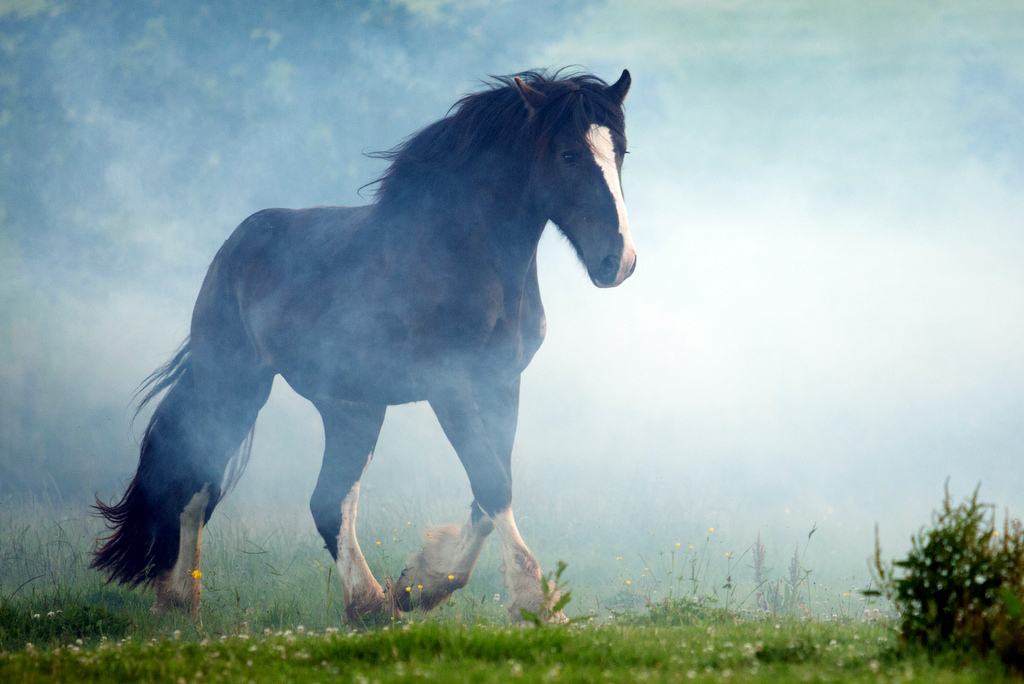 Shire Horse Hengst "Ikarus"