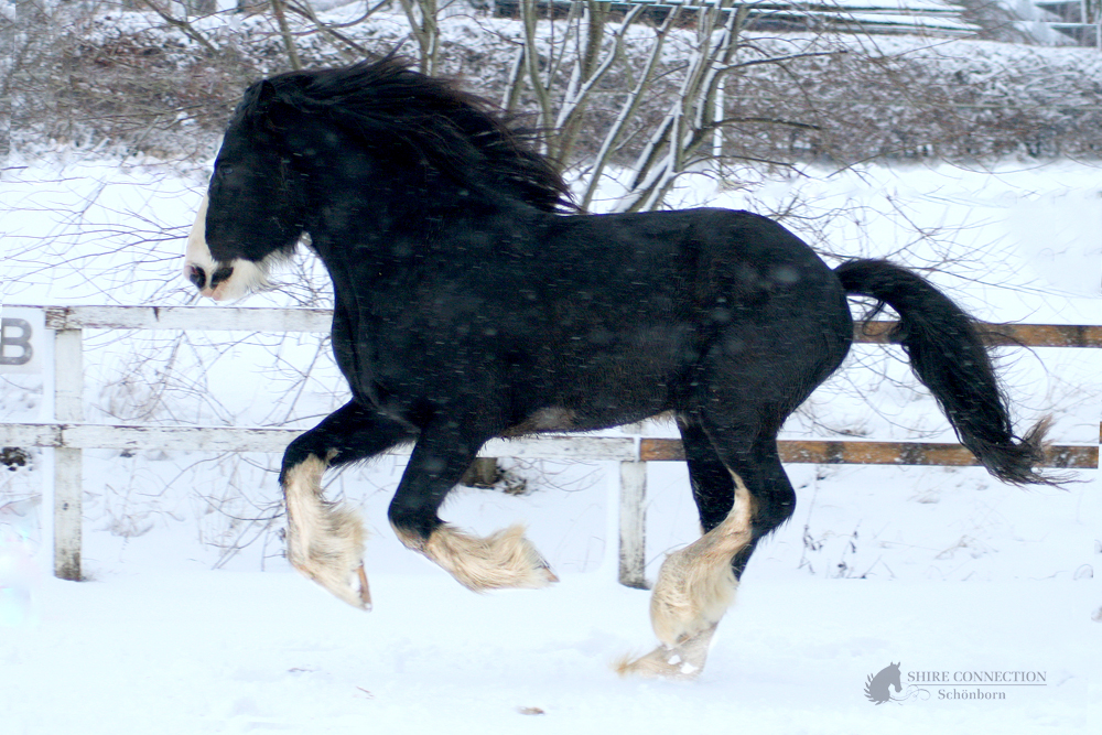 Shire Horse Ikarus