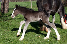 Shire Horse Hengstfohlen Wildenburg´s Moonlight Warrior