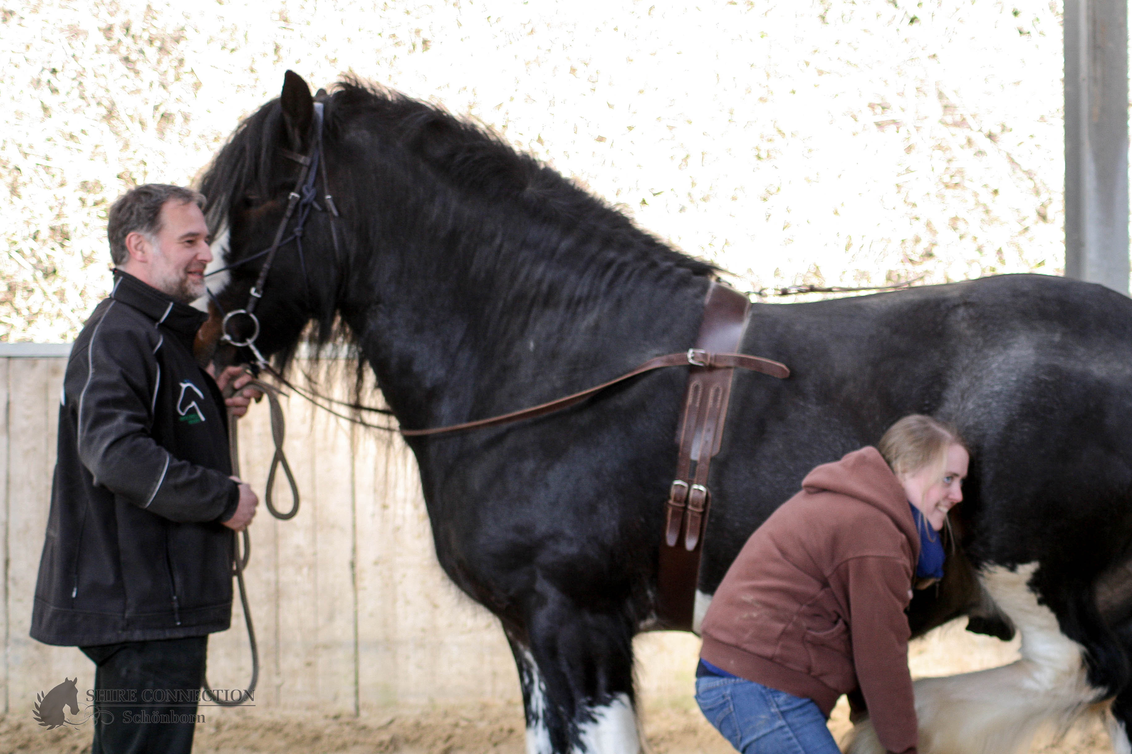 Shire Horse Hengst "Buckhurst Duke of Nangreafes" 