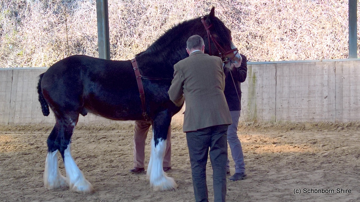 Blackbird Stable Sir Gerrid