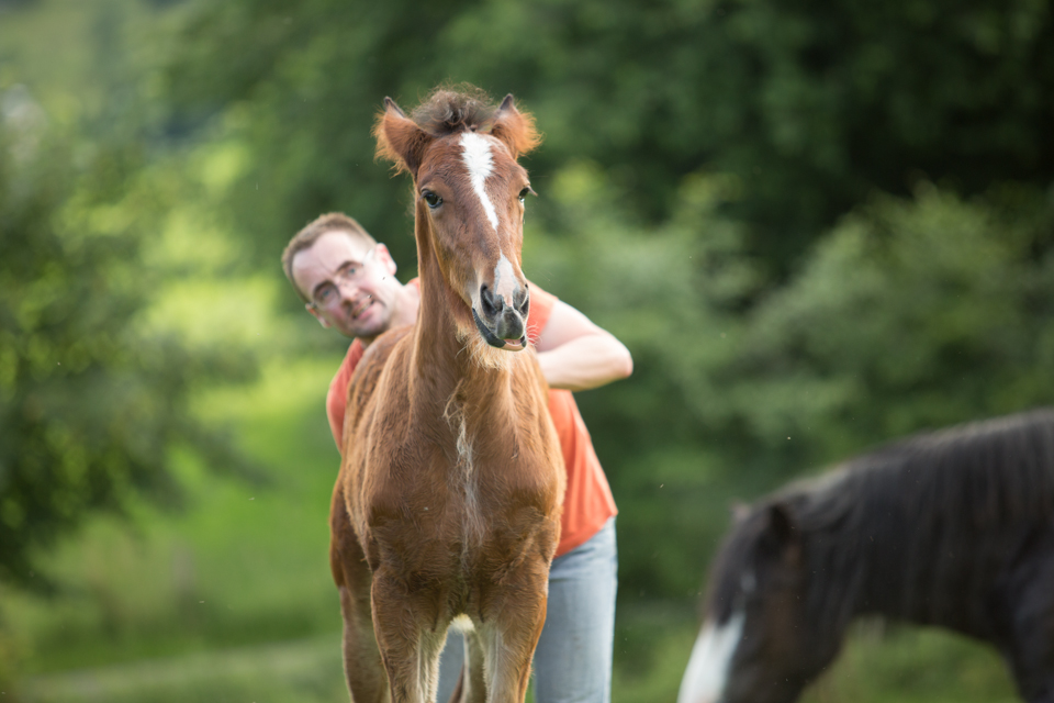 Shire Horse Stutfohlen Linn