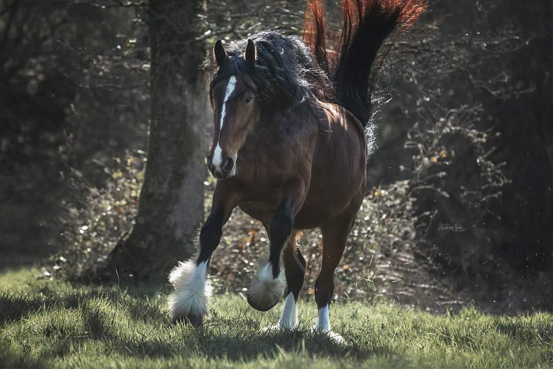 Shire Horse Stute "Wildenburg´s Ride The Lightning" - "Linn"