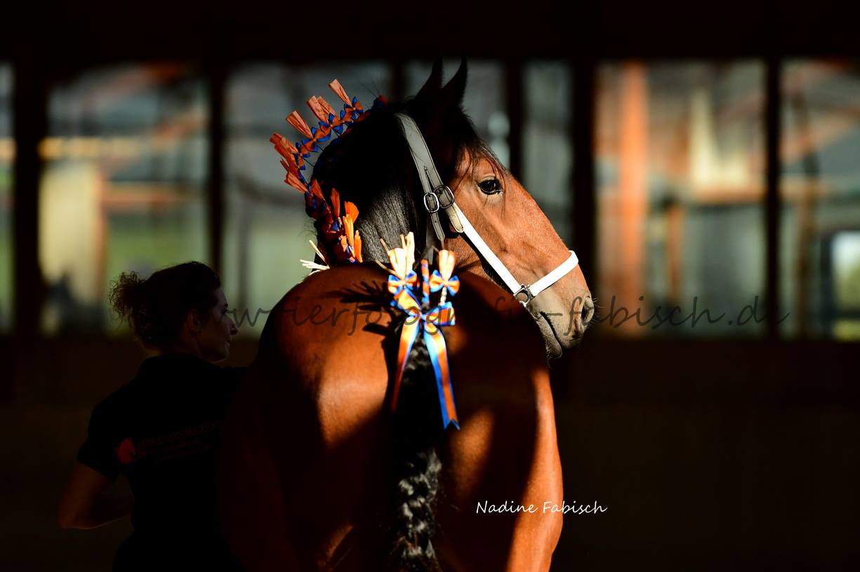 Shire Horse Stute Linn auf der BZS 2018