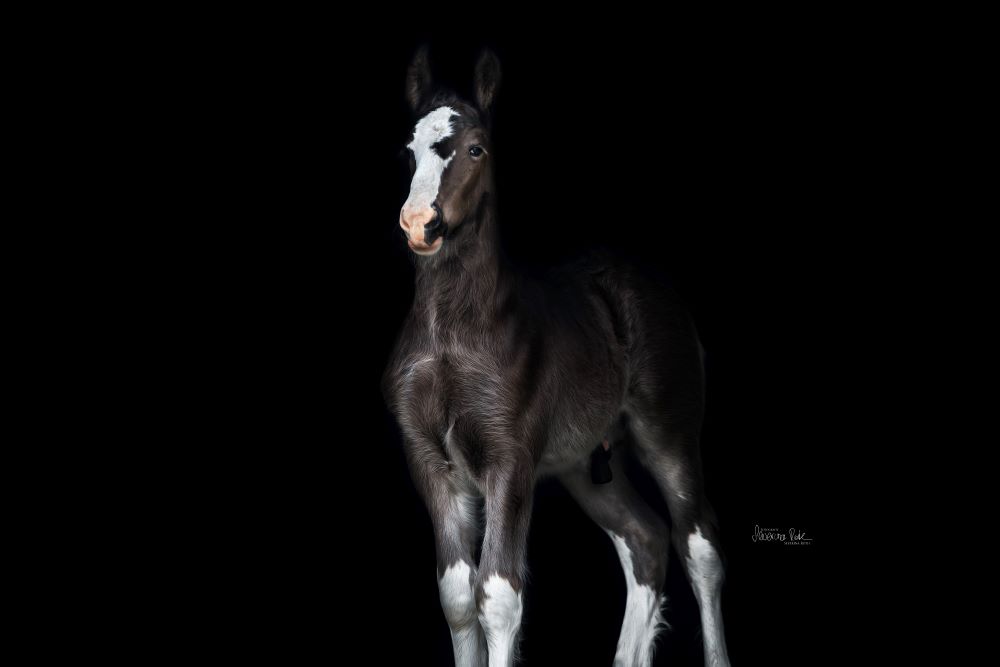 Shire Horse Hengstfohlen Maximus