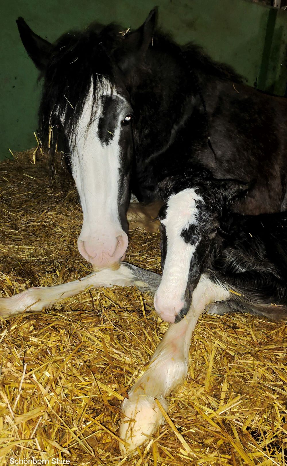 Shire Horse Fohlen Maximus