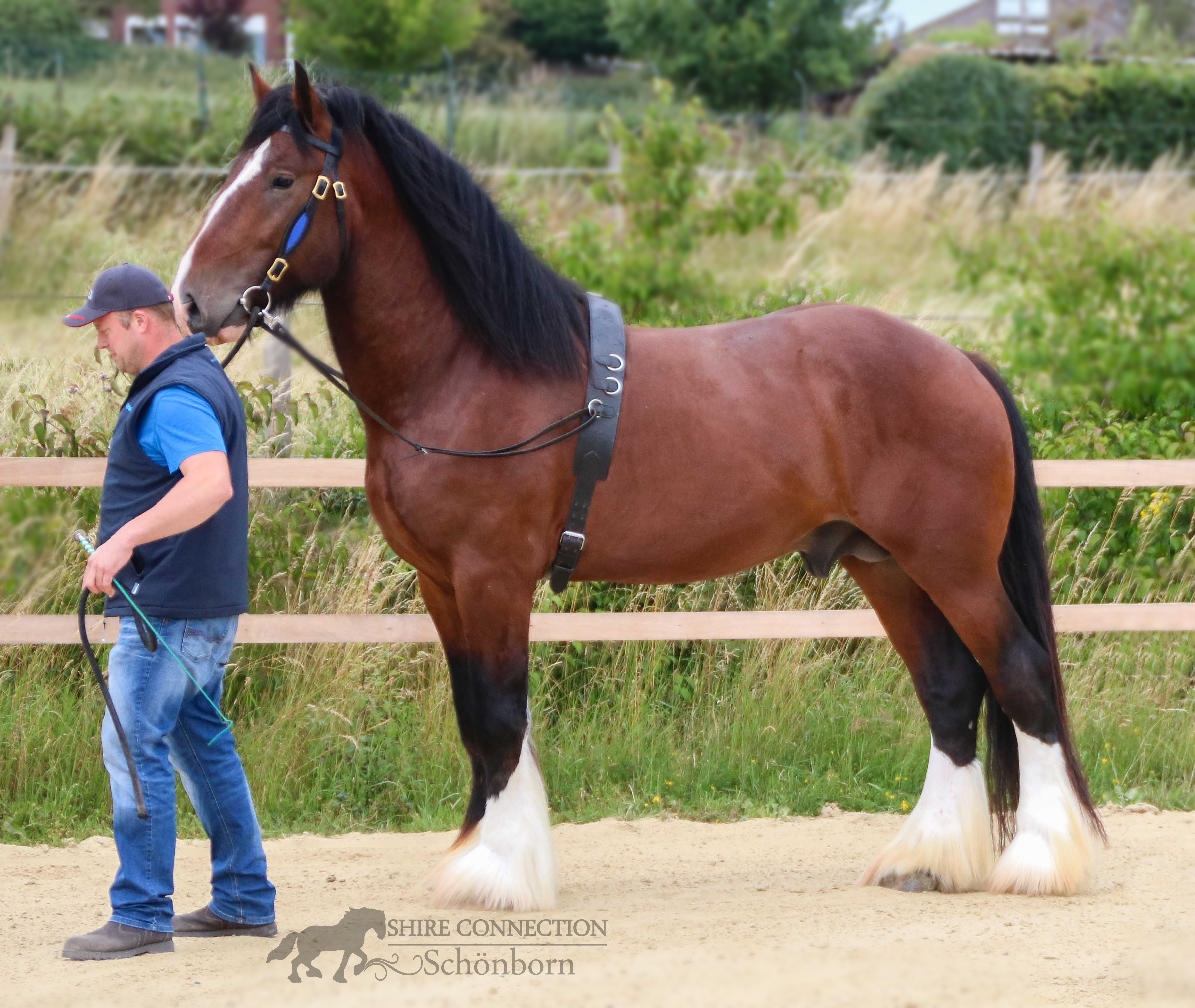 Wildenburg´s Moonlight Warrior, Pimp my Shire 2018