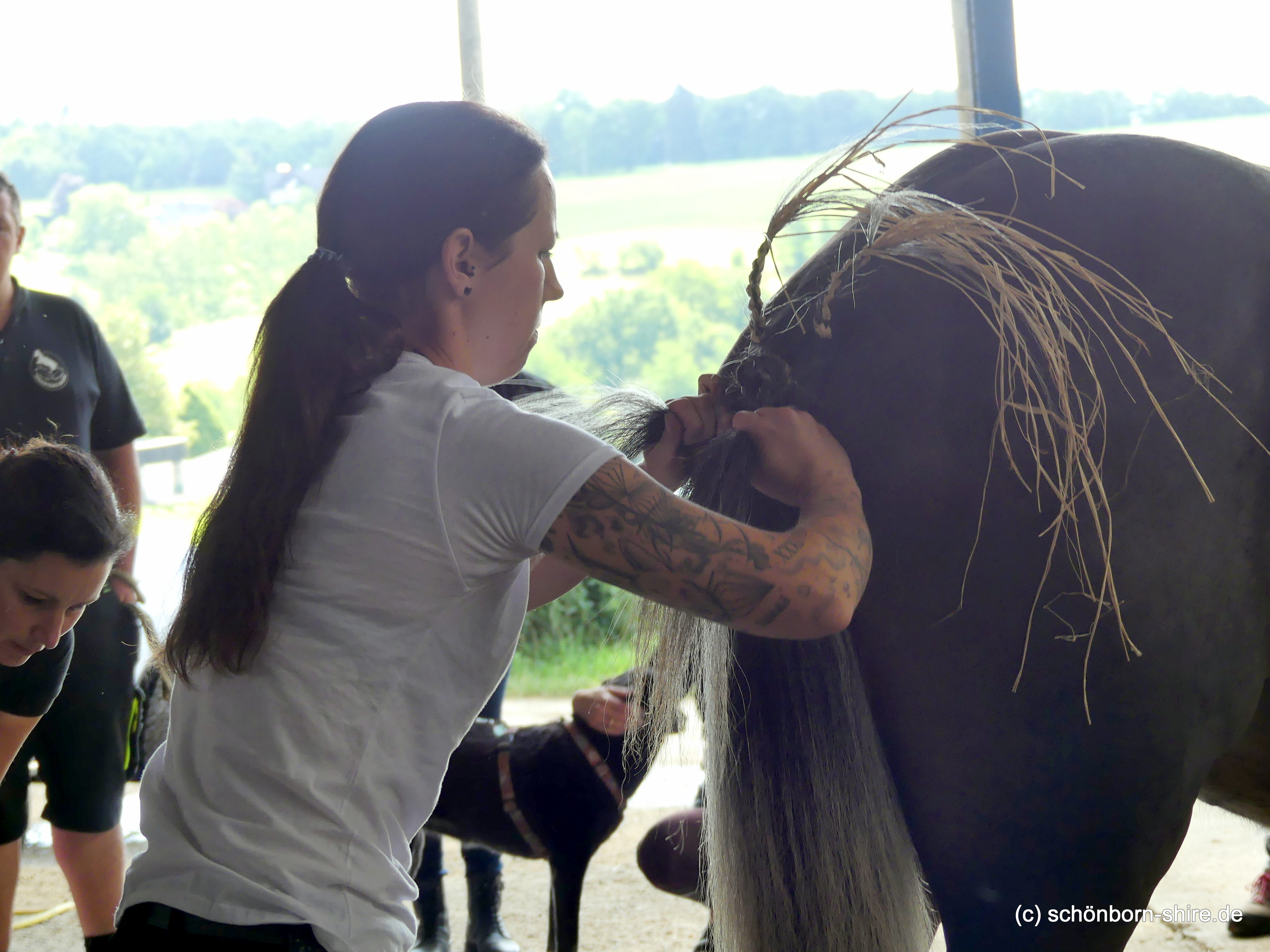 Shire Horse Schauseminar