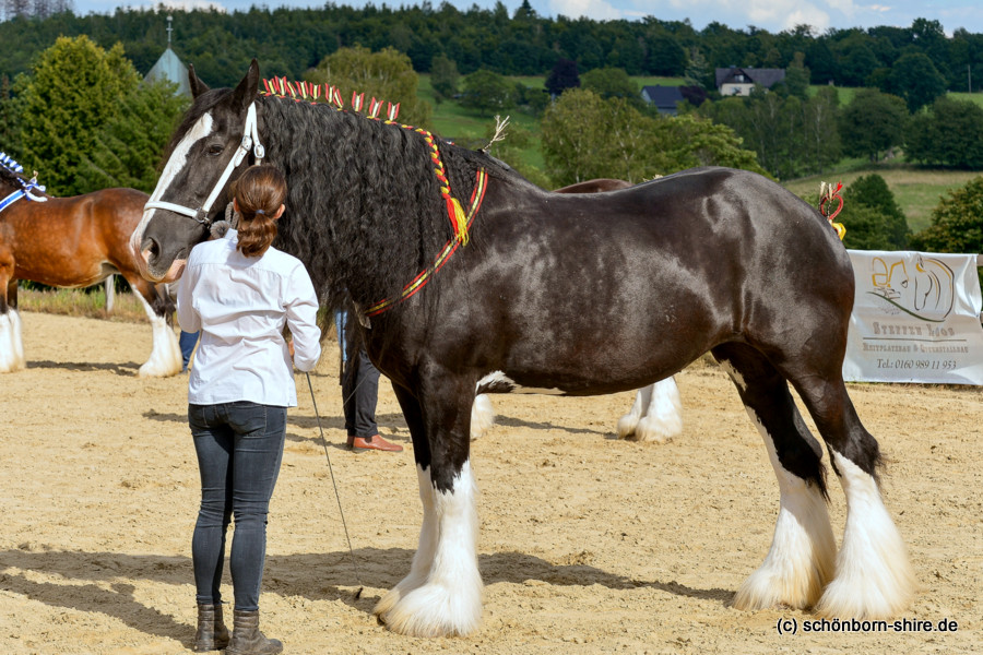 Shire Horse Stute Glory