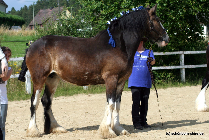 Sonja mit Shire Stute Surprise