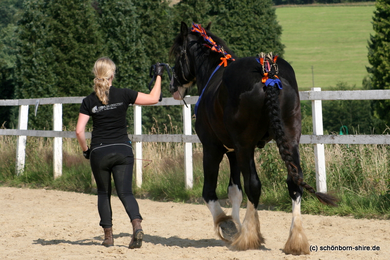 Mona mit Shire Horse Hengst Ikarus