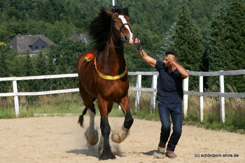 Torsten mit Shire Horse Wallach Jacobies Jacob