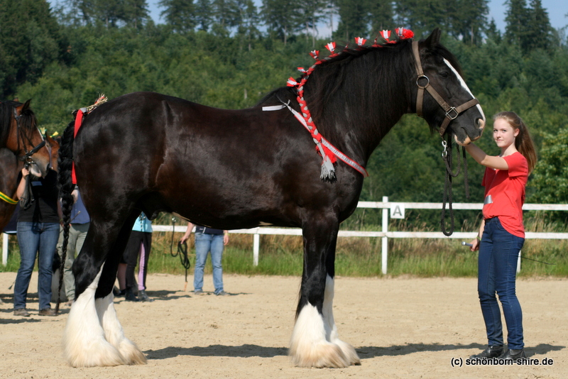 Emily mit Shire Horse Wallach Ruskington Bomber