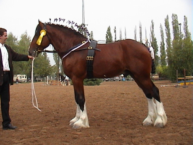 Farleyshire Pride, 1. Platz 2 jährige Hengste Bundeszuchtschau Darmstadt