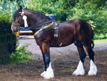 Risto, Bundesreservesieger der Hengste 1997