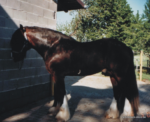 Country Hill Aristocrat