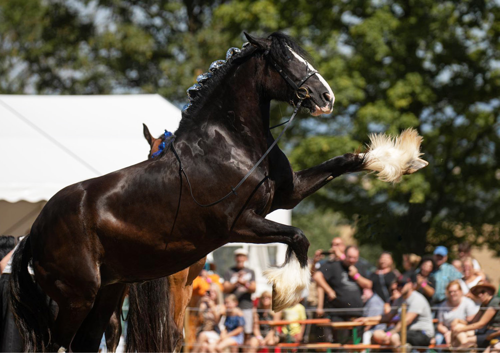 Shire Horse Stute Judy