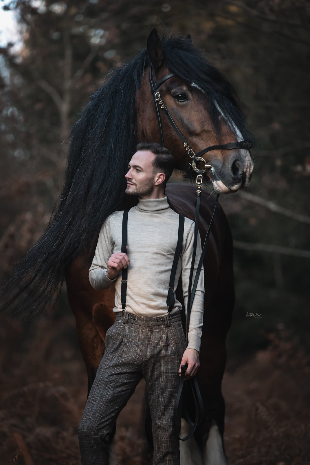 Shire Horse Shooting