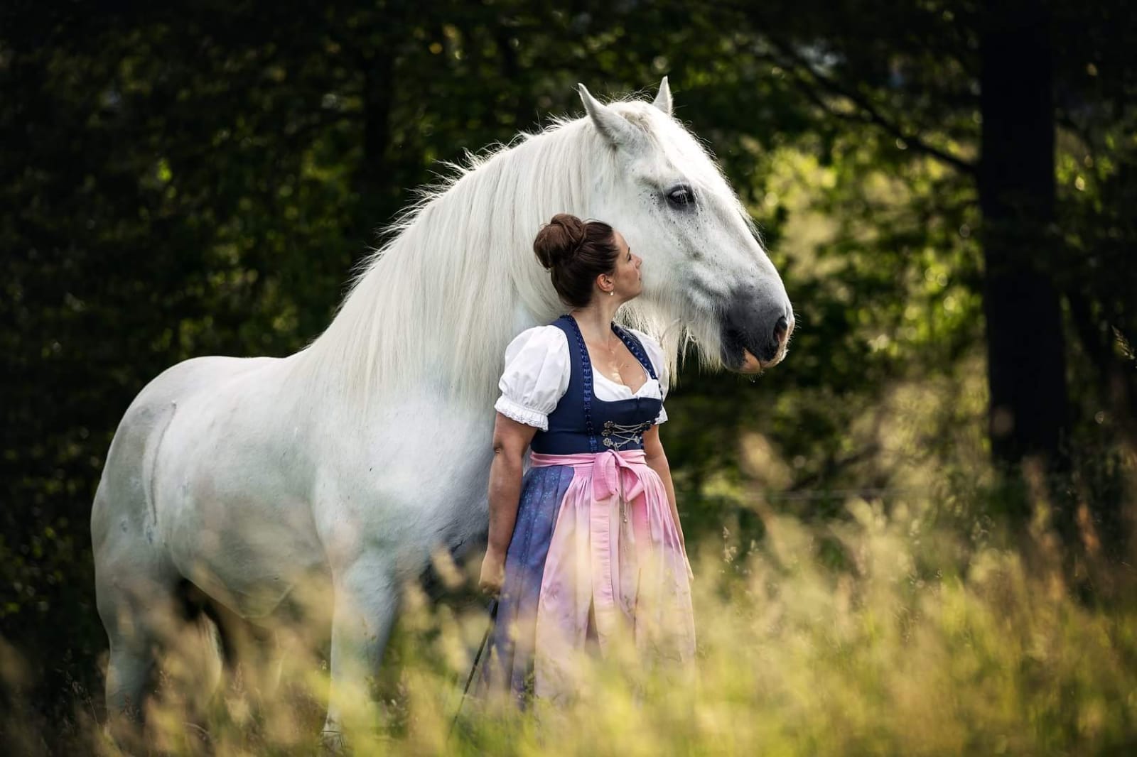 Shire Horse Shooting