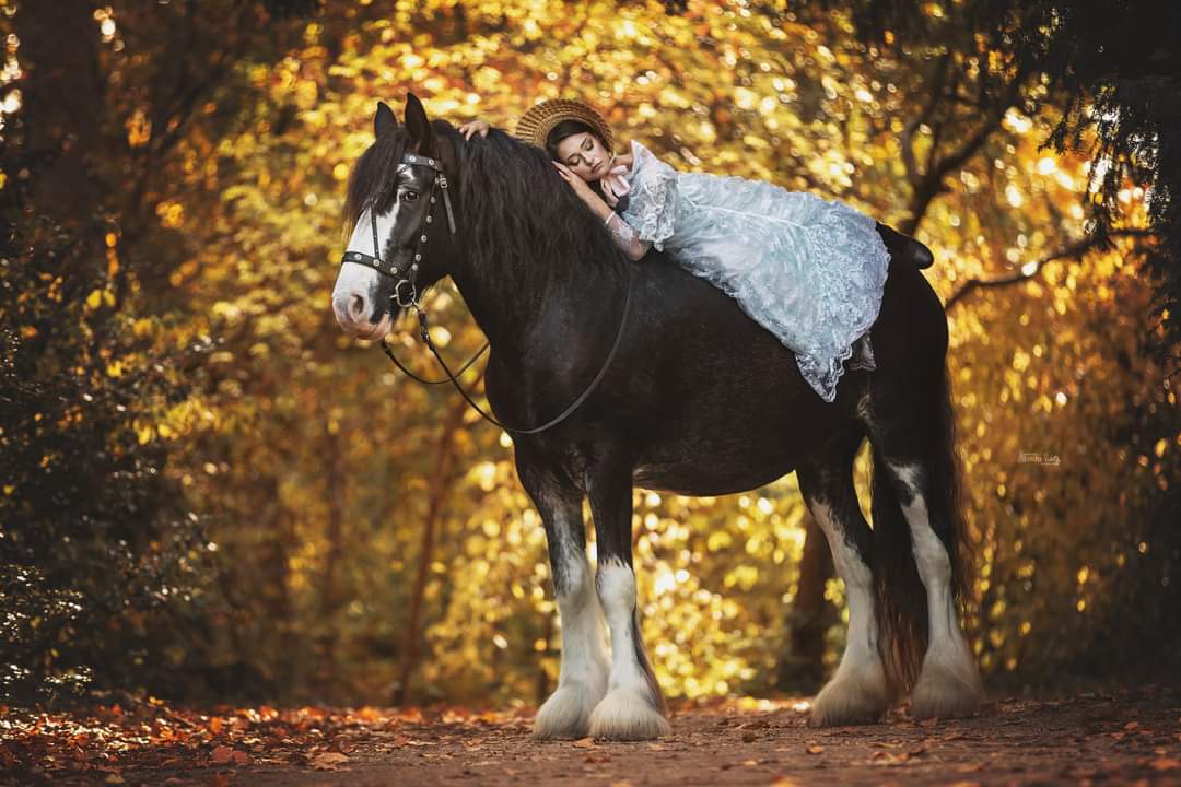 Shire Horse Shooting