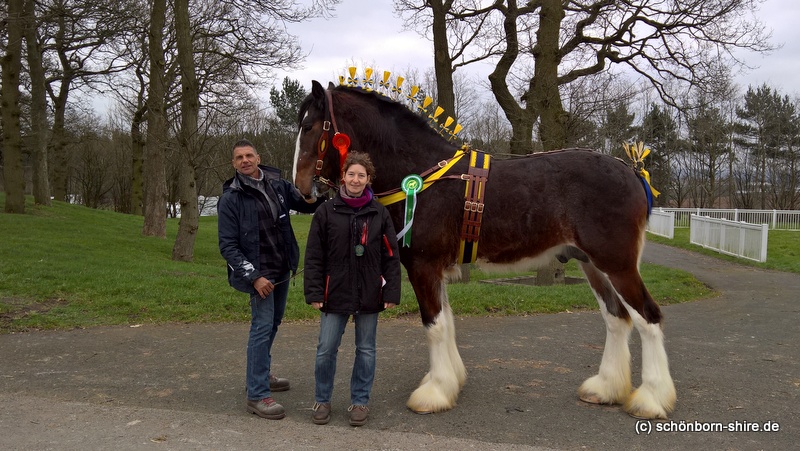 Crossington Isaac, zweijähriger Hengst von Metheringham Upton Hamlet