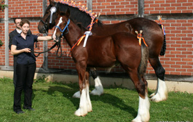 Shire Horse Hengst Farleyshire Pride