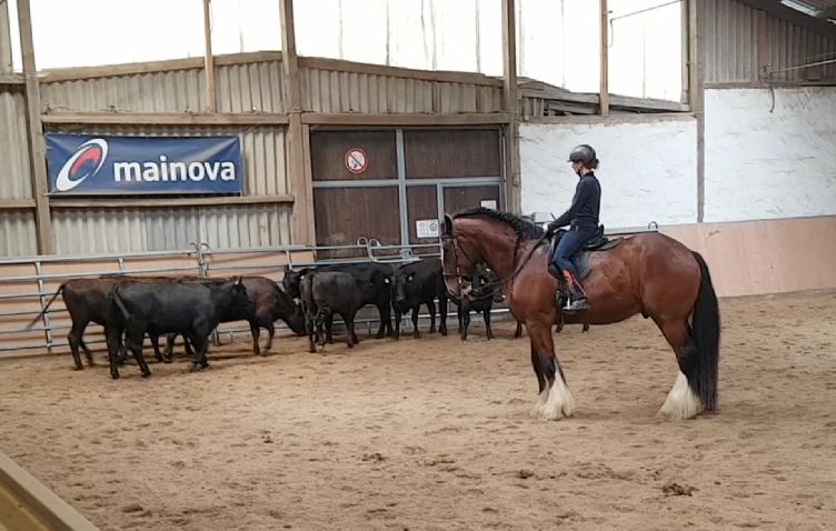 Warrior, Rinderkurs 2020